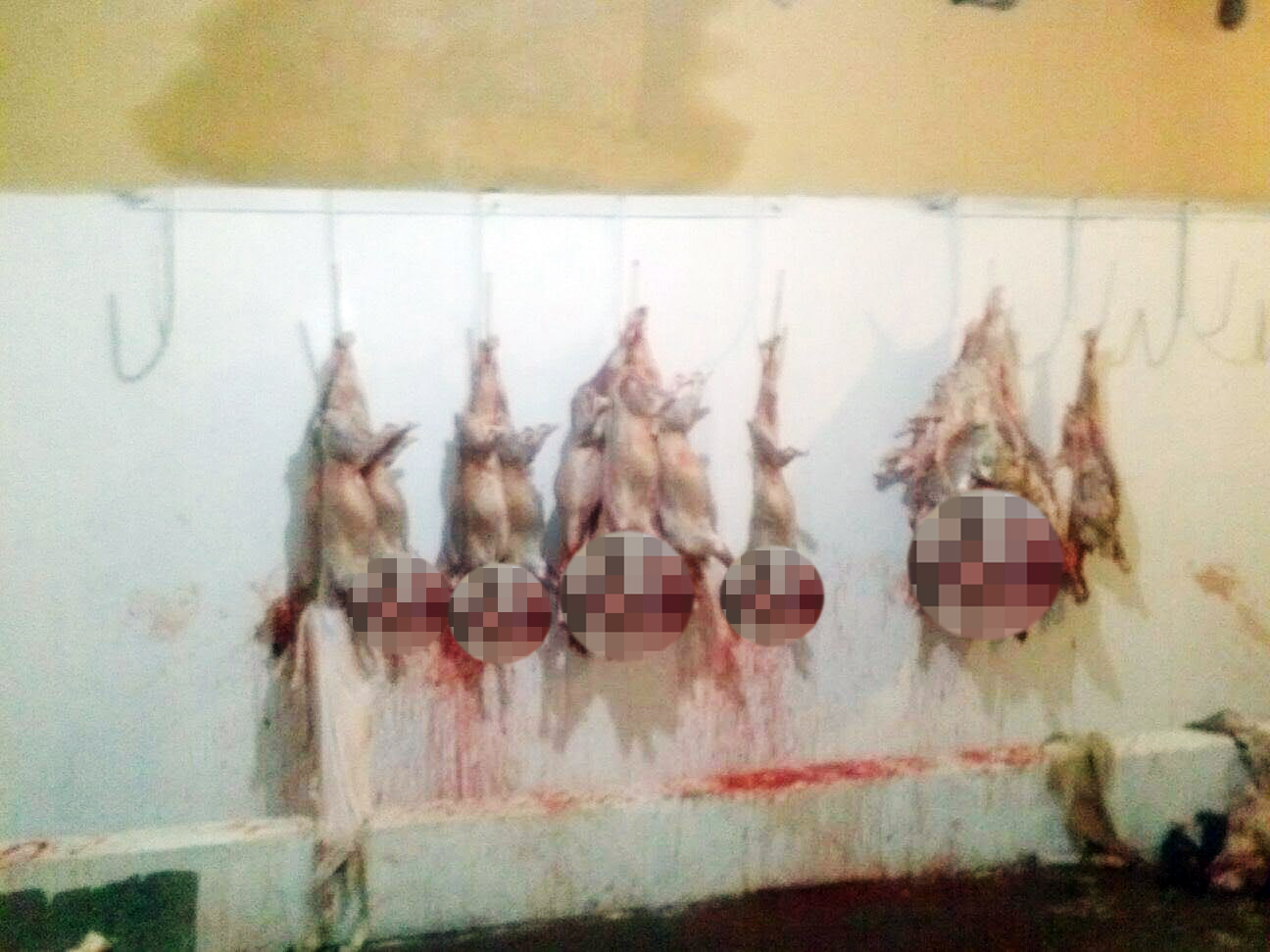 Fuerza Coahuila asegura rastro clandestino de caprinos