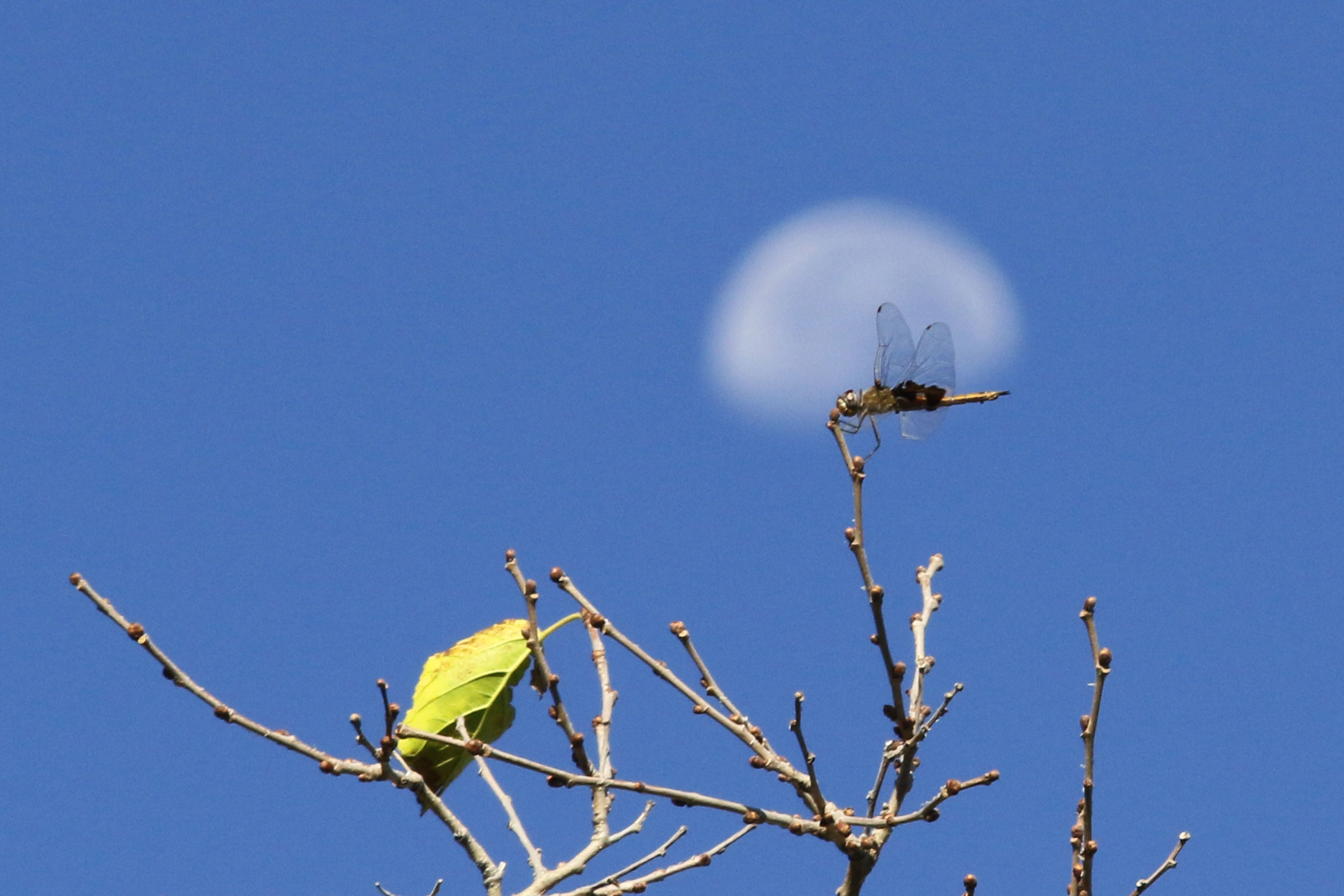 Exploración diminuta/Moisés Rodríguez