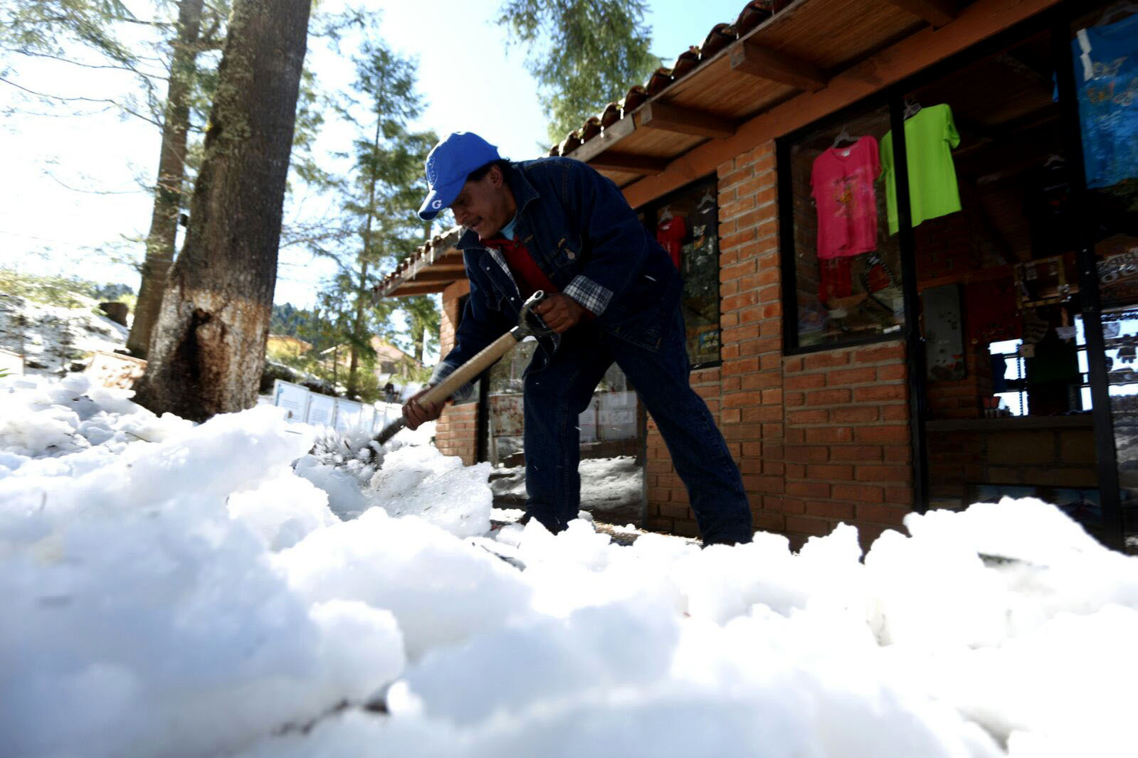 Nieve sepulta a 1.5 millones de mariposas Monarcas