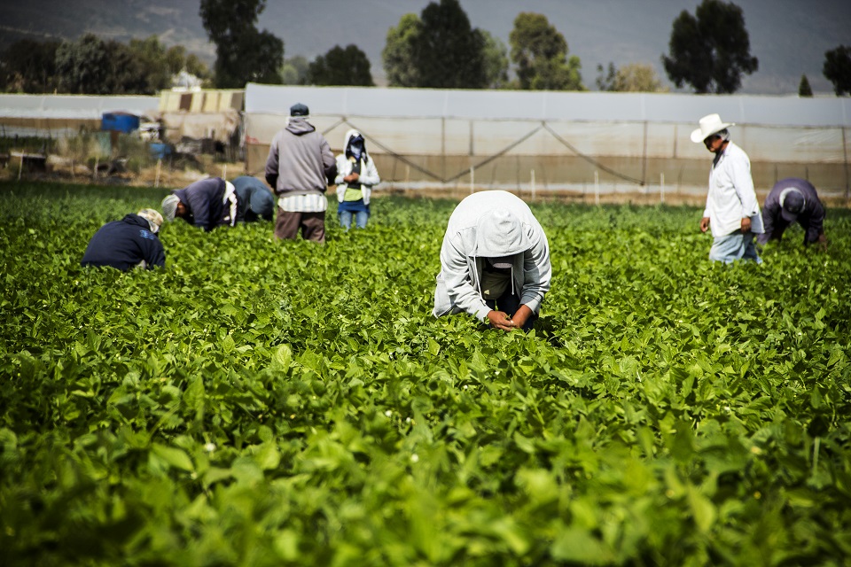 Juzgado ampara a “braceros” para recibir salarios retenidos