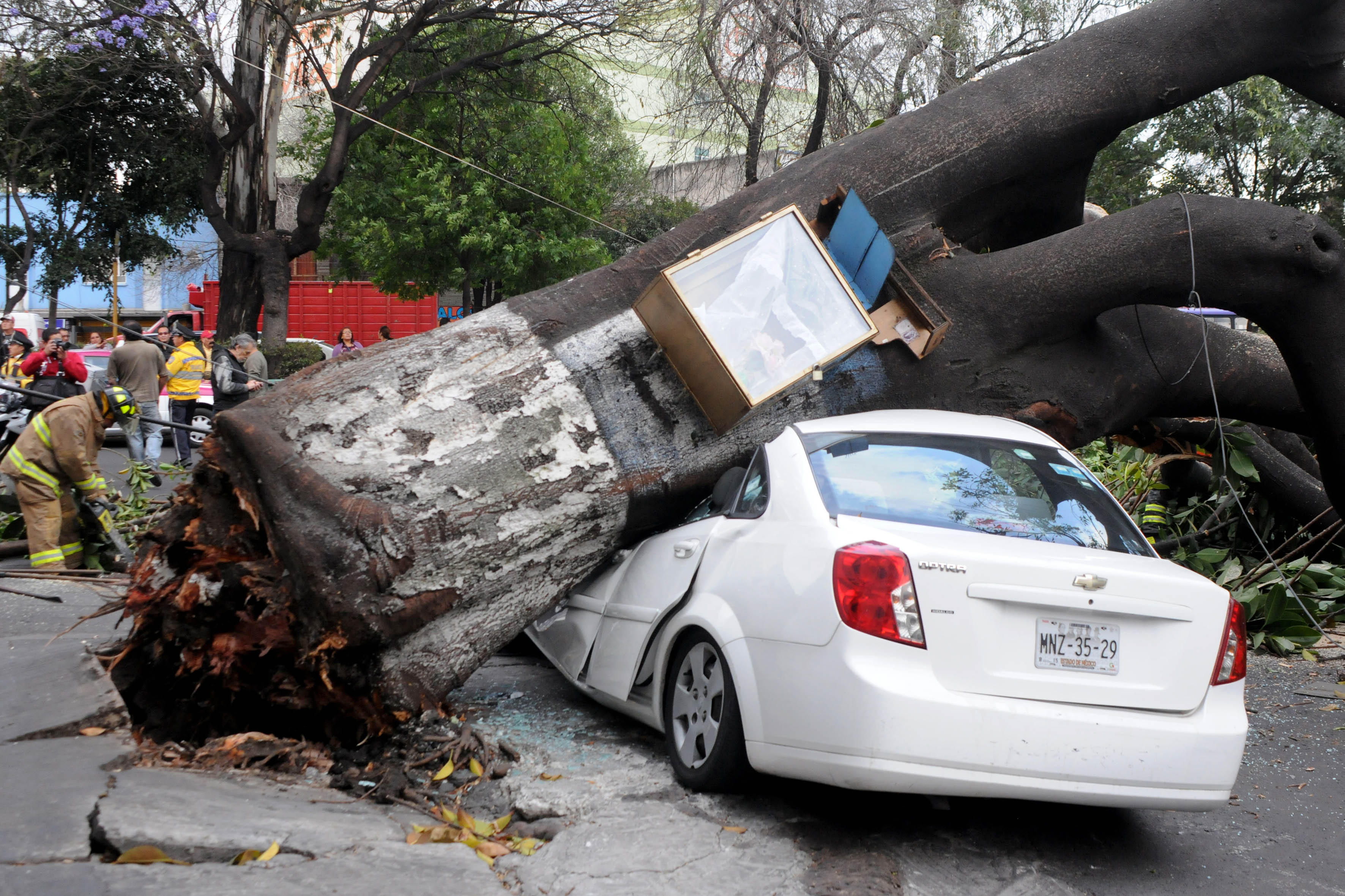 Vientos provocan caída de 8 árboles