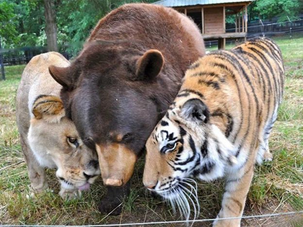 Los grandes amigos…