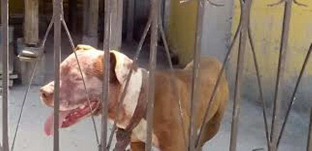 Muere niño tras ser atacado por <br> un Pitbull en Monclova