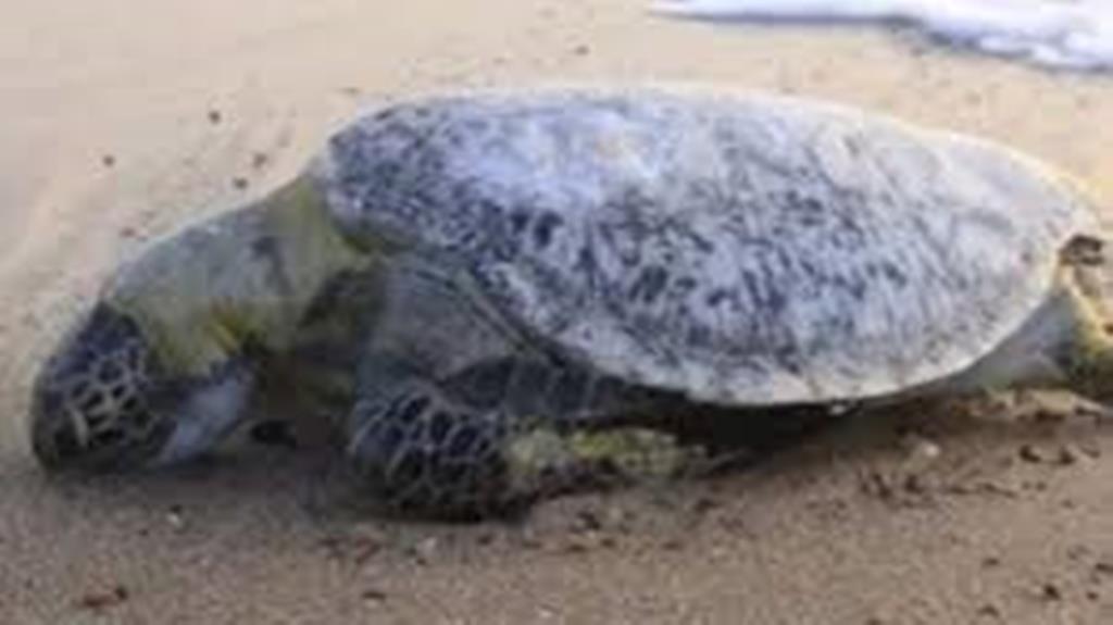 Aparecen 80 tortugas muertas en Puerto Vallarta