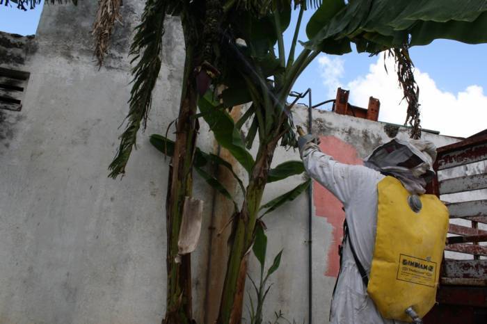 Muere anciana por ataque de abejas en Yucatán