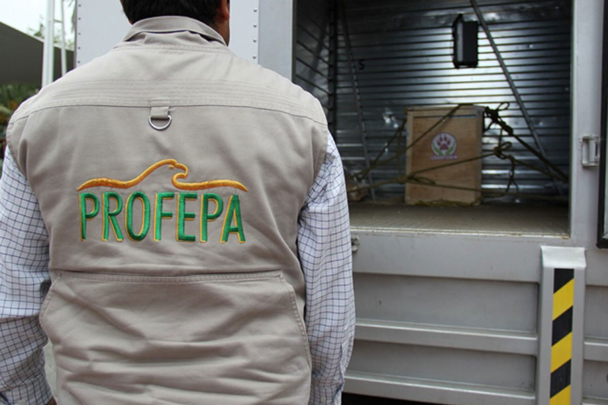 Cesa Profepa a dos inspectores de Hidalgo por corrupción