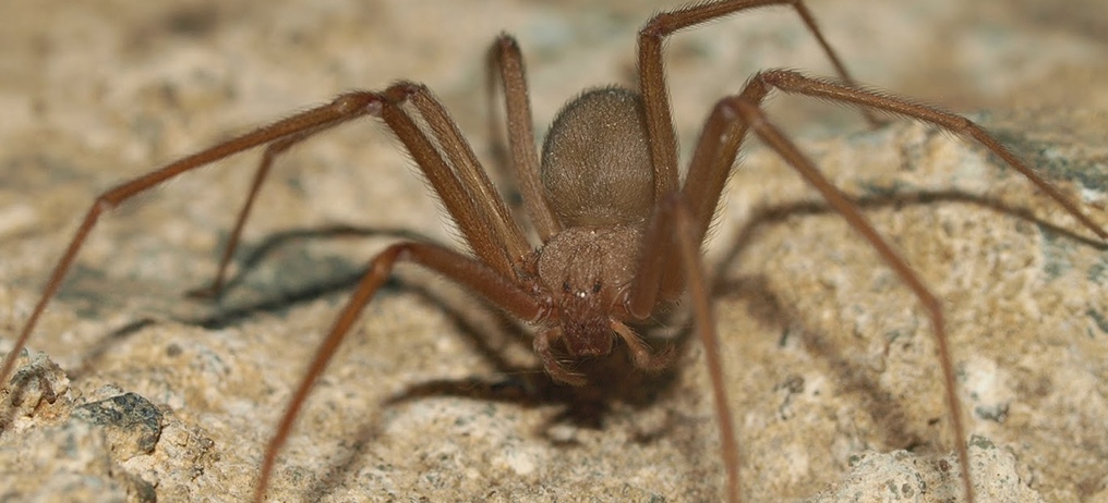 Muerde araña violinista a menor en Saltillo