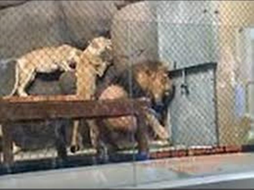 Puerta de seguridad de zoológico corta la cola a león