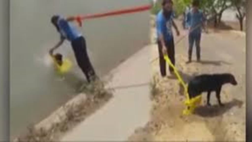 Se hace viral video de un hombre que salva a un perro con su turbante