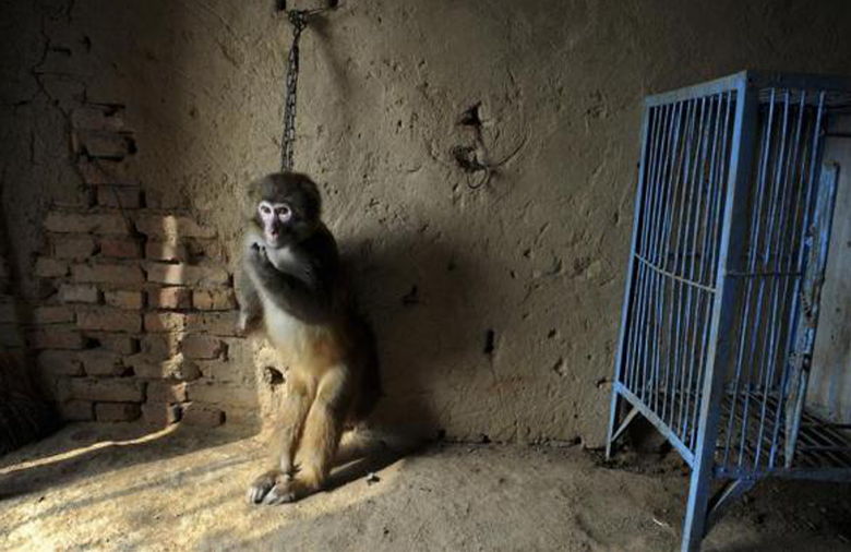 Asegura Profepa animales a circo en Nuevo León