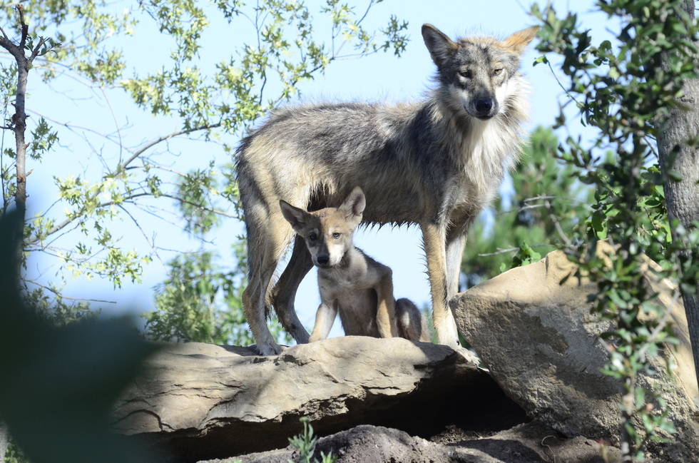 Nacen en Coahuila  4 ejemplares de Lobo gris Mexicano en MUDE