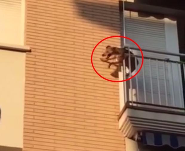 Un perro se tira por el balcón tras horas al sol sin agua