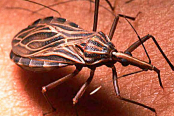 Alertan sobre parásito transmitido por ‘chinches besuconas’