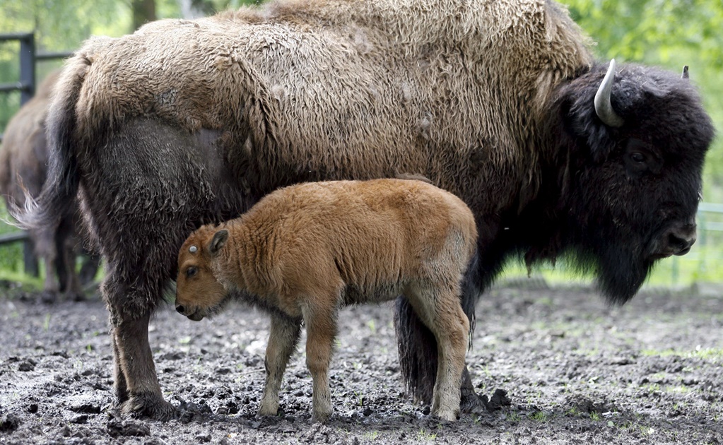 Muere otro animal en zoológico Chapultepec; ahora fue un bisonte