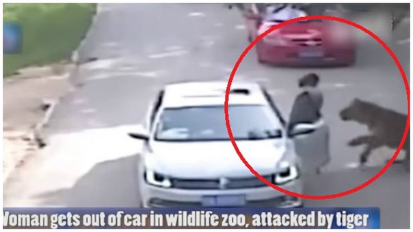 Tigre mata a mujer en zoológico de China