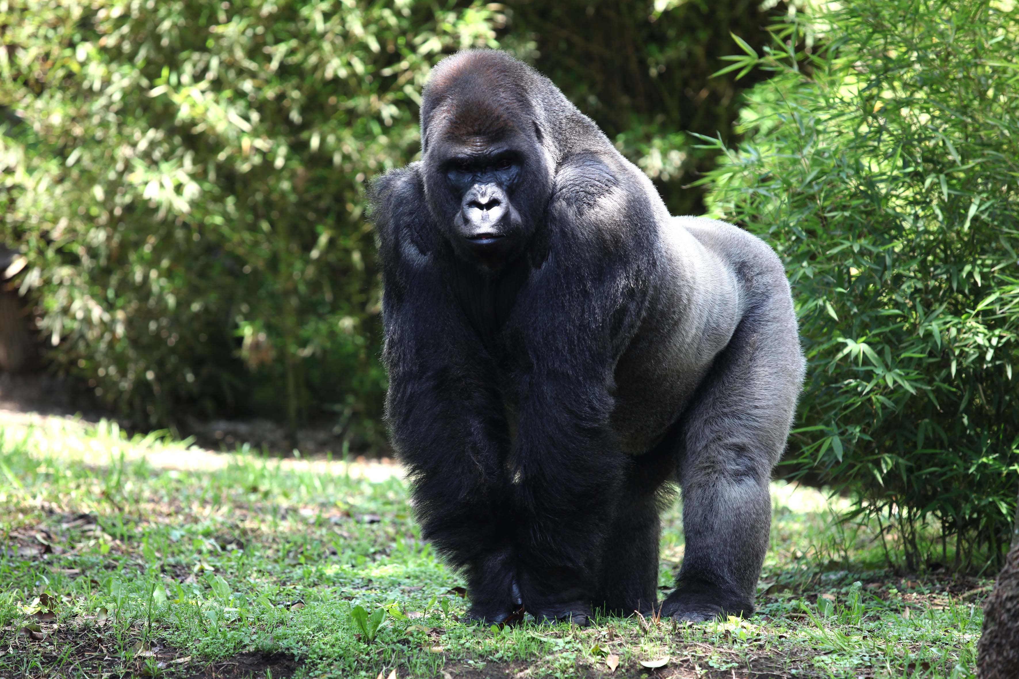 “Bantú” iba por pareja a Guadalajara, pero encontró la muerte