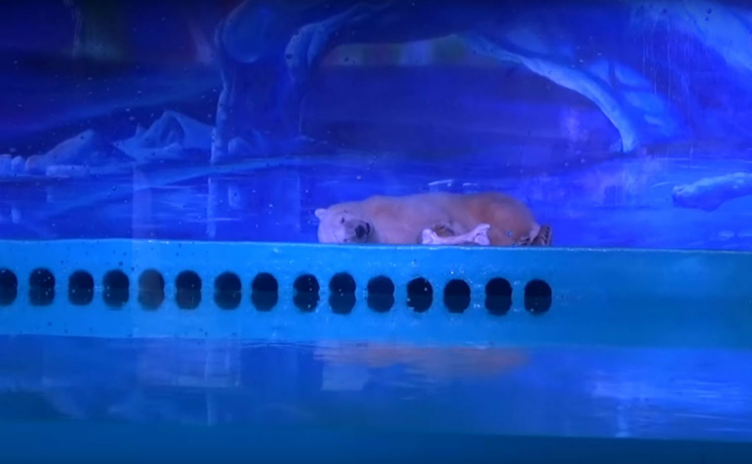 Para tomarse selfies oso es encerrado en centro comercial