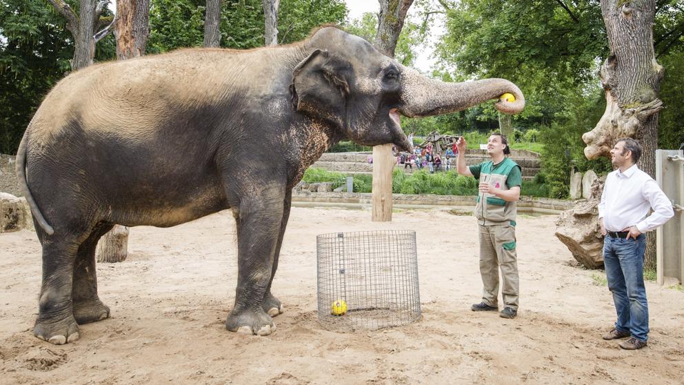 Elefante pronostica que Portugal será campeón
