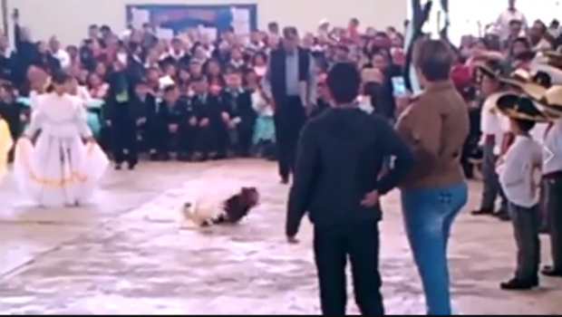 Director organiza pelea de gallos como fin de cursos en primaria