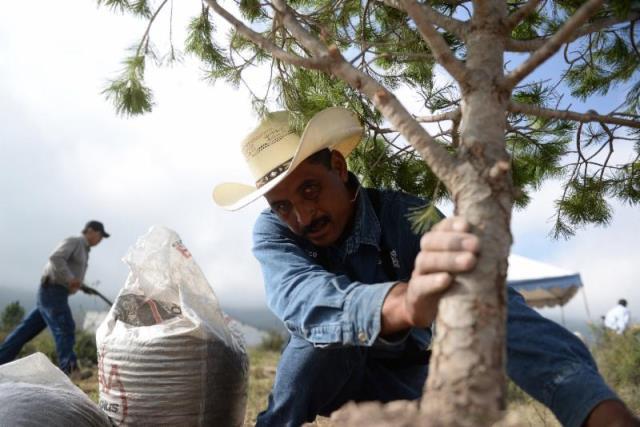 Inicia plantación de Muro Verde en Saltillo