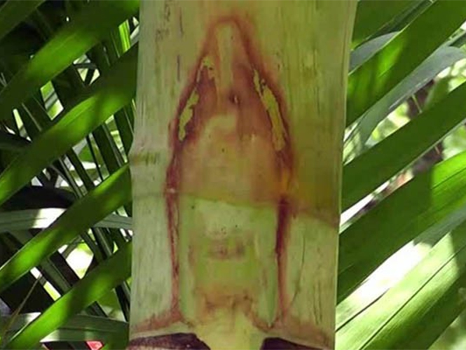 Conmociona a poblado el misterio de Virgen en una palmera