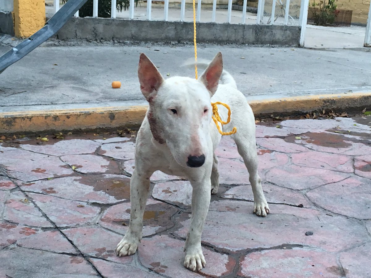 Ataca bull terrier a niña de 6 años en Saltillo