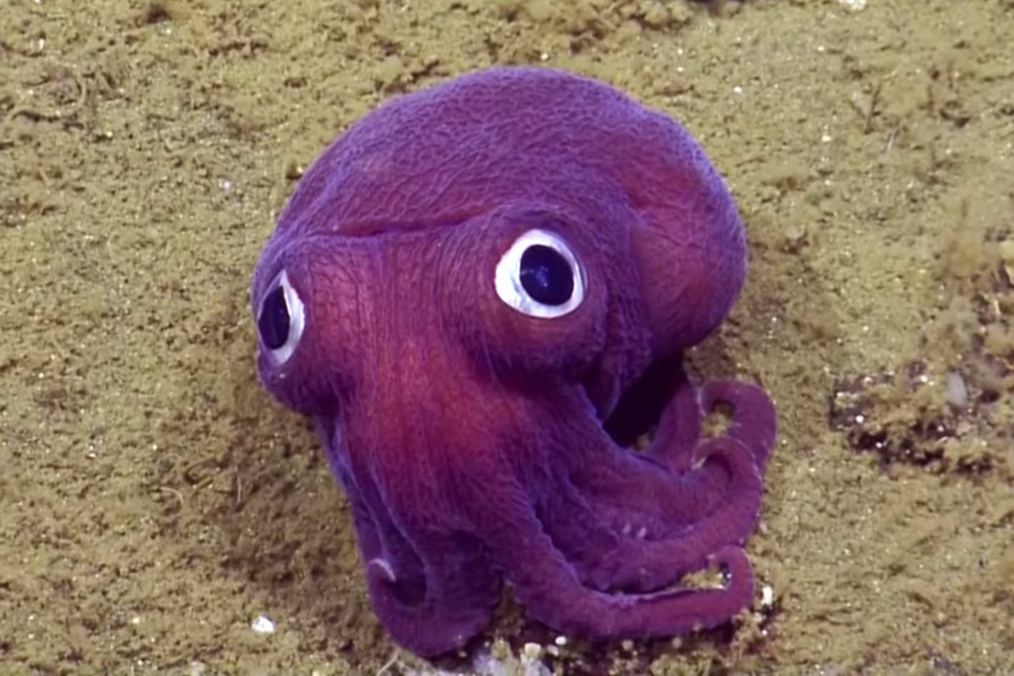 Es el calamar más adorable del mundo