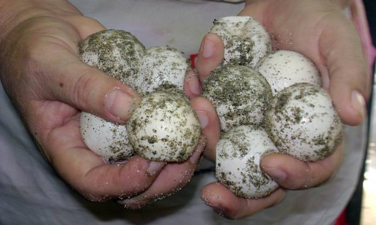 PGR asegura 150 huevos de tortuga en Nayarit
