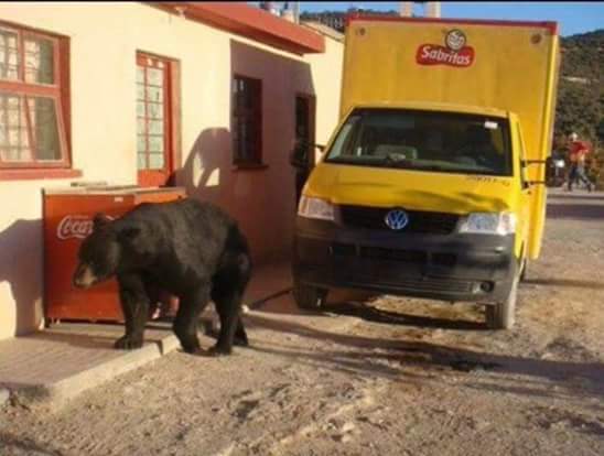 Osa se convierte en la mascota de habitantes de Ocampo