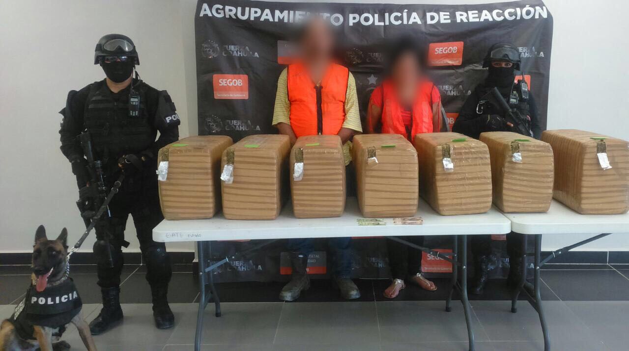 Elemento canino de Fuerza Coahuila contribuye al aseguramiento de 140 kilos de mariguana