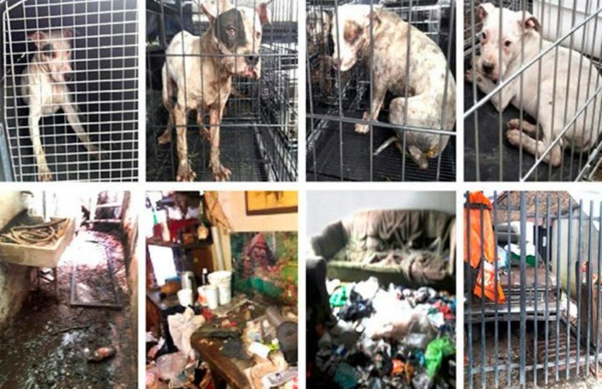 Tras denuncia de crueldad y zoofilia, PGJ rescata a 9 pitbull en CDMX