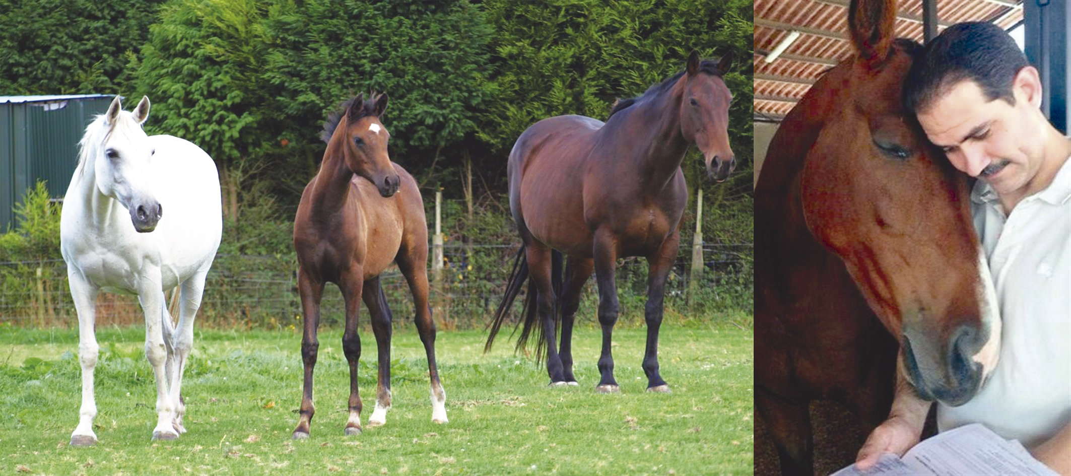 Contrabandeaba ex Gobernador <br>panista caballos pura sangre