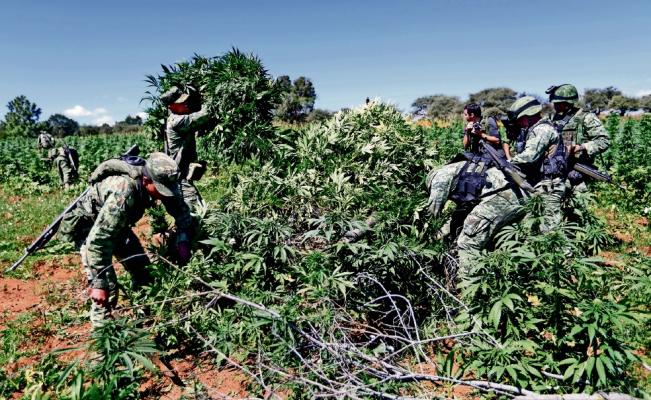Sedena destruye un plantío de amapola y 2 de marihuana