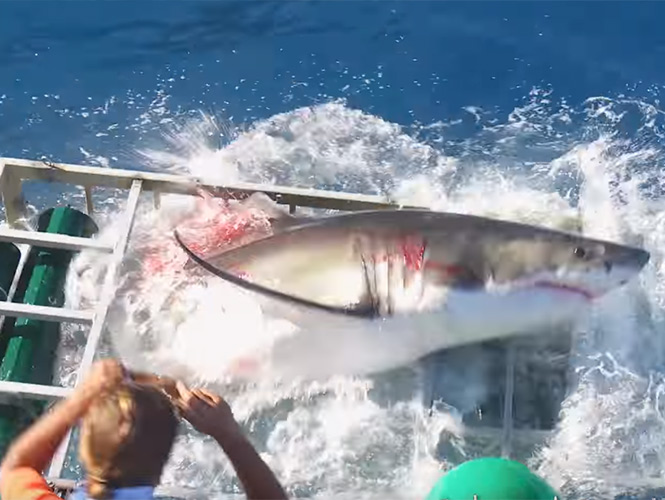 Tiburón entra a jaula de buzo en Baja California