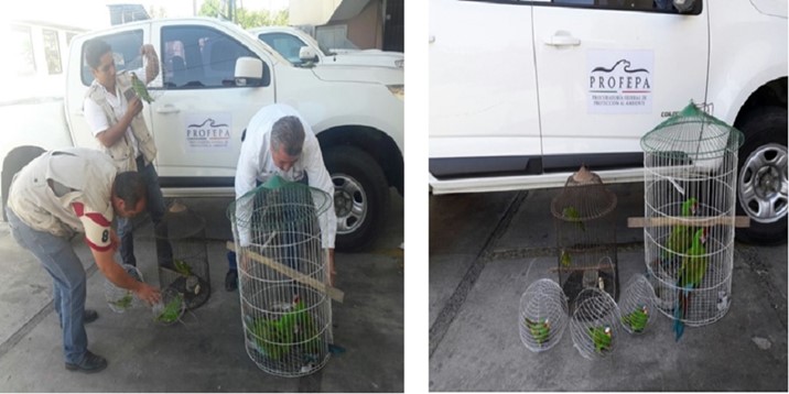 Profepa asegura en Sinaloa aves en peligro de extinción