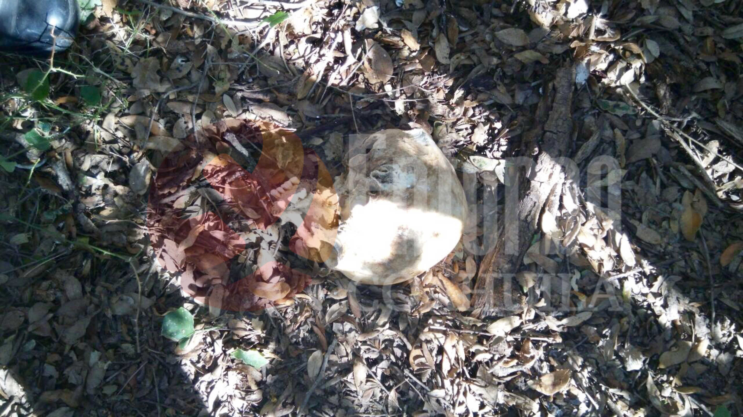 Localizan cráneo de osamenta hallada en Zaragoza