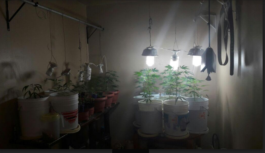 Asegura Policía Investigadora invernadero <br>de marihuana en Piedras Negras