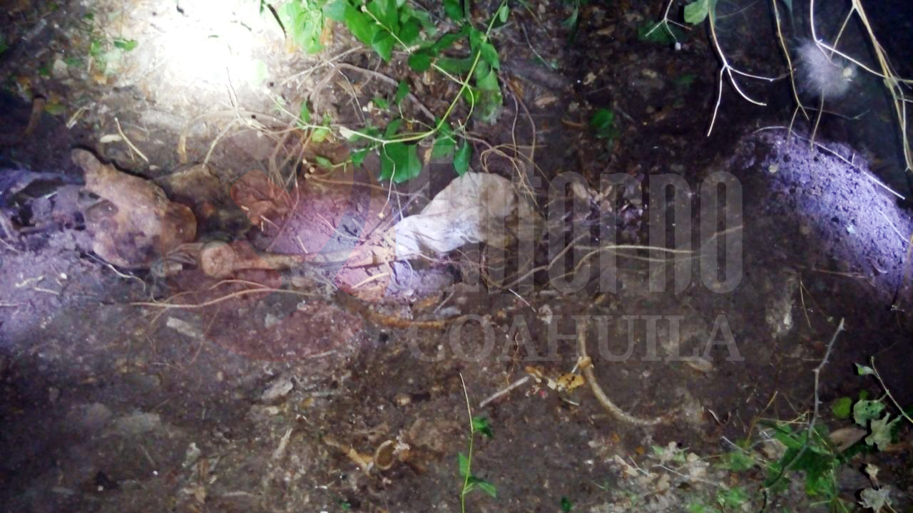 Buscaba a sus perros y encuentra <br>osamenta en Zaragoza