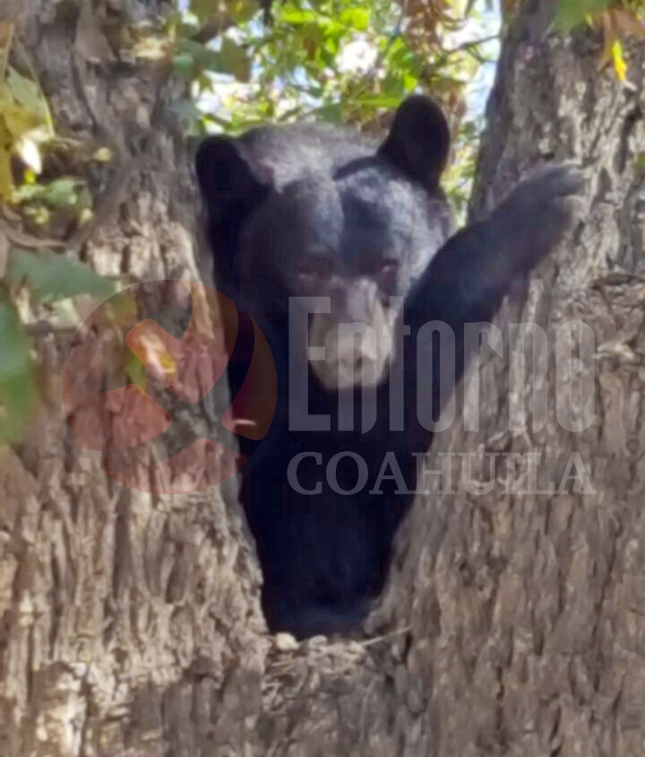 Rescatan a oso negro en Parras