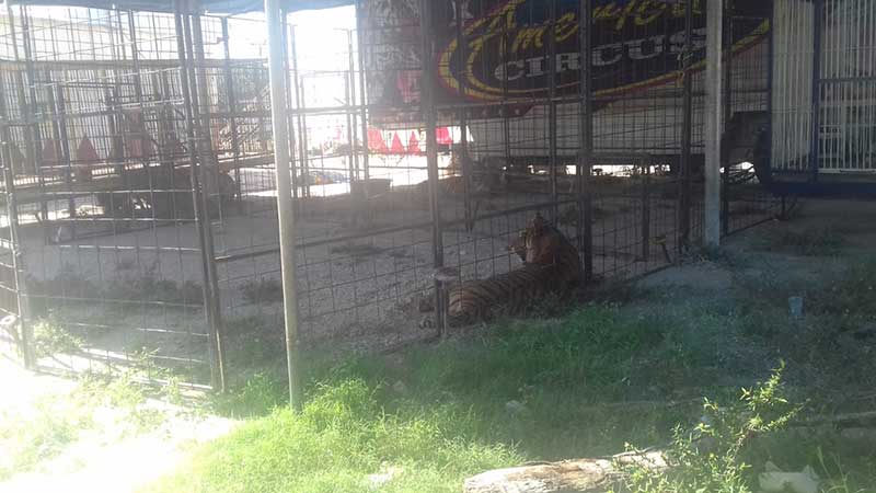 ‘American Circus’ se ampara y brinda show con animales en Tulum
