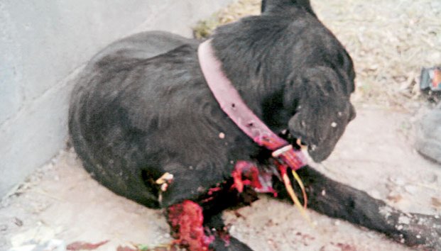 Menores balean en Arteaga a dos perros con una calibre 22