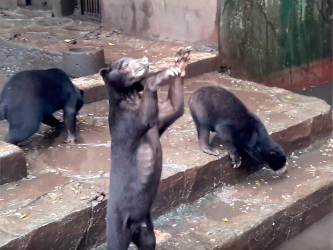 Video: Captan a osos desnutridos en zoológico de Indonesia