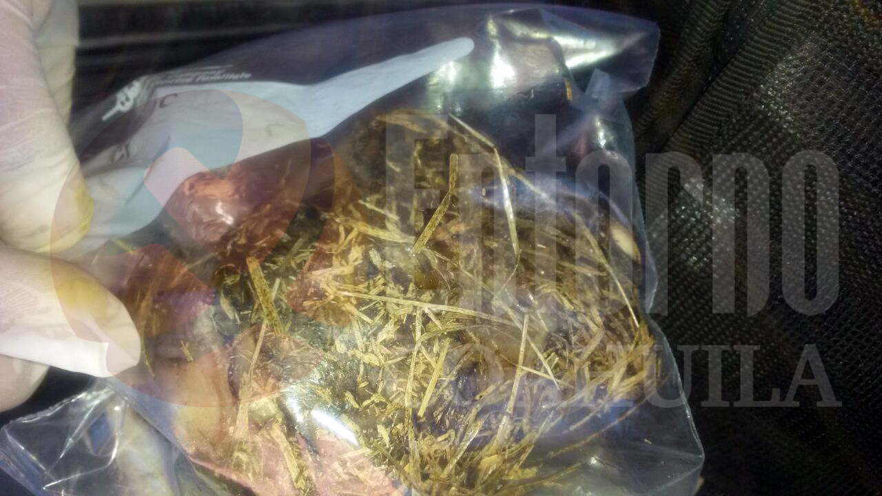 De un oso y un perro, los restos hallados en Múzquiz