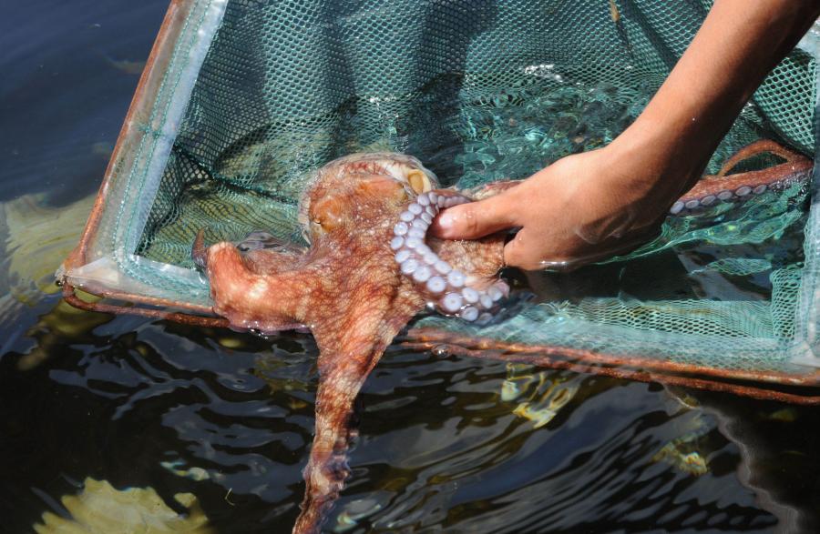 La cura del Alzheimer podría hallarse en la saliva del pulpo rojo