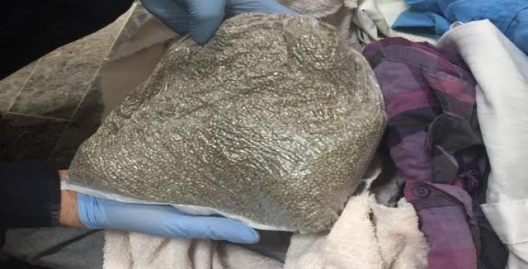 Decomisa PF semillas de marihuana en aeropuerto de Morelia