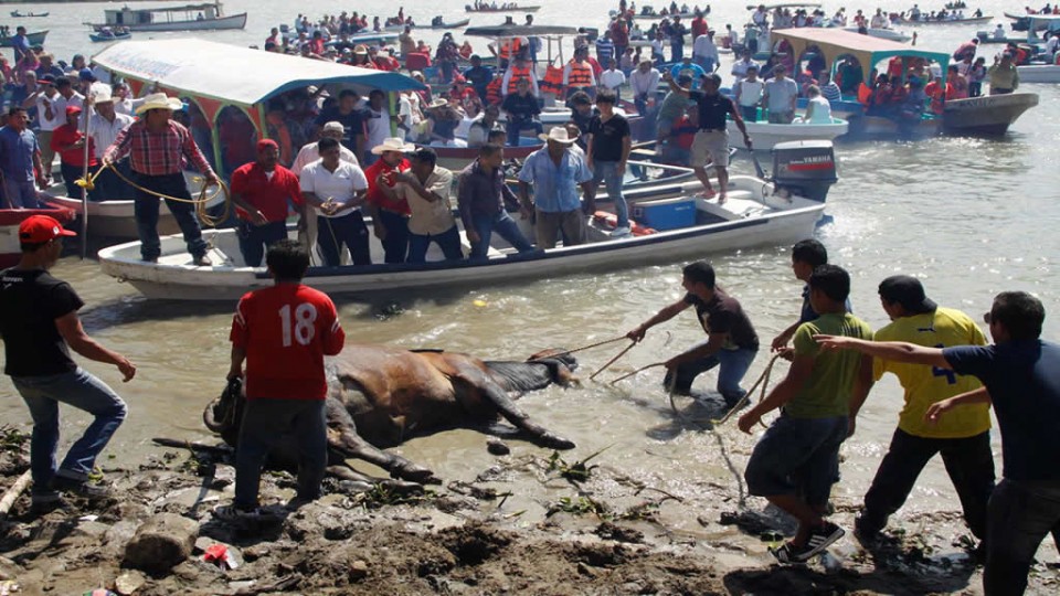 Pese a ley, someten toros en fiesta de Tlacotalpan