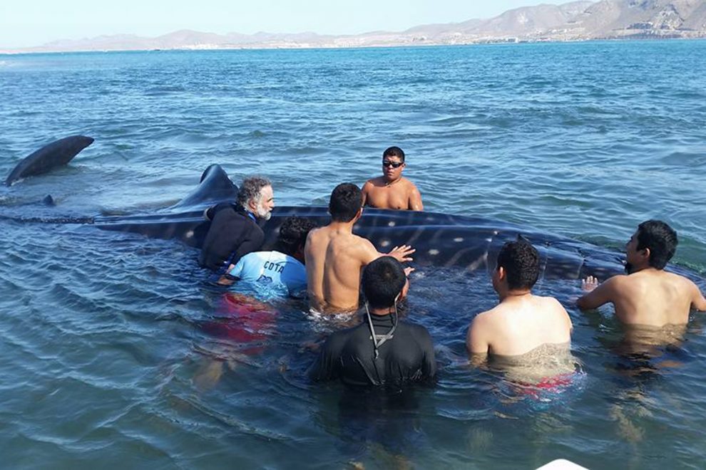 Rescatan segundo tiburón ballena en BCS