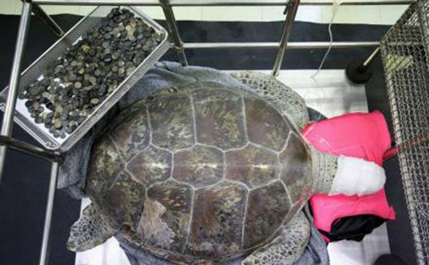 Extraen 915 monedas a una tortuga marina