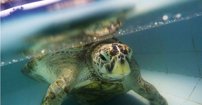 Muere la tortuga que tenía 915 monedas en el estómago