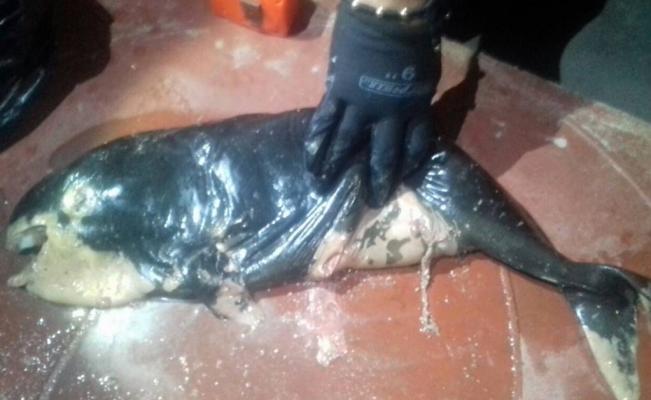 Indagan muerte de ejemplar de vaquita marina en Baja California